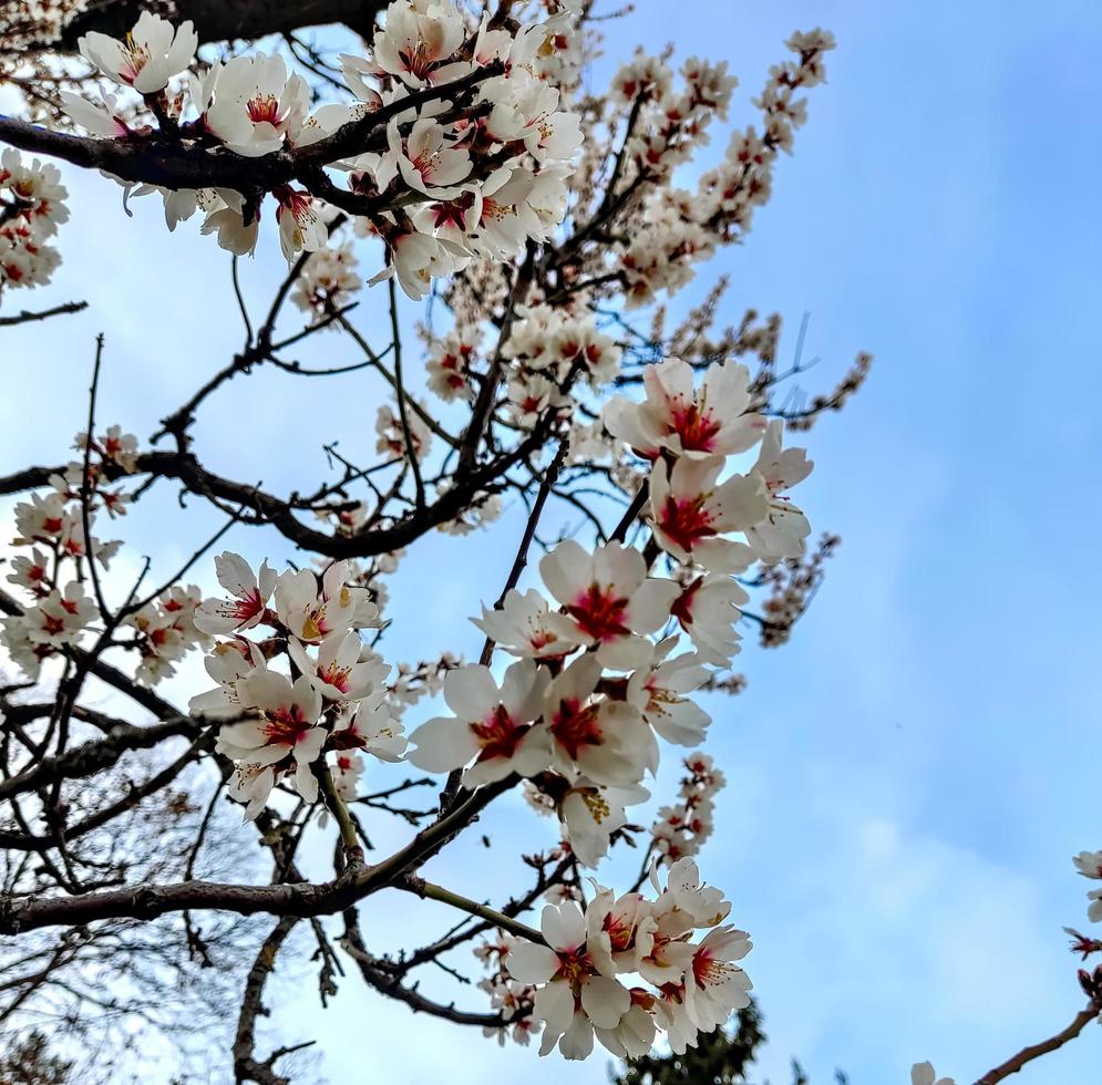 Cherry blossom in springtime photo