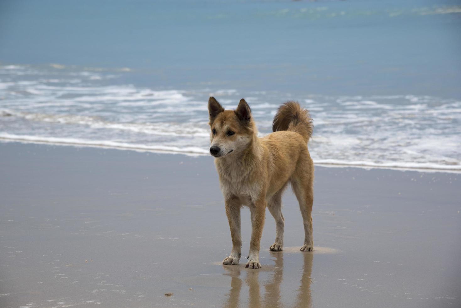 A dog standing at the beach photo