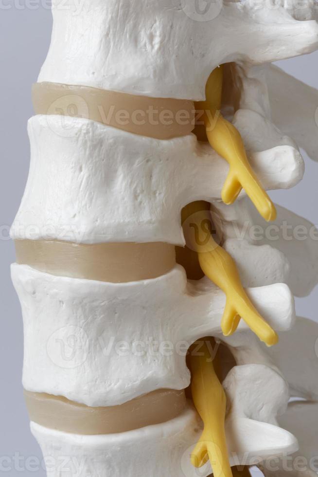 Close-up view of lumabar spine model photo