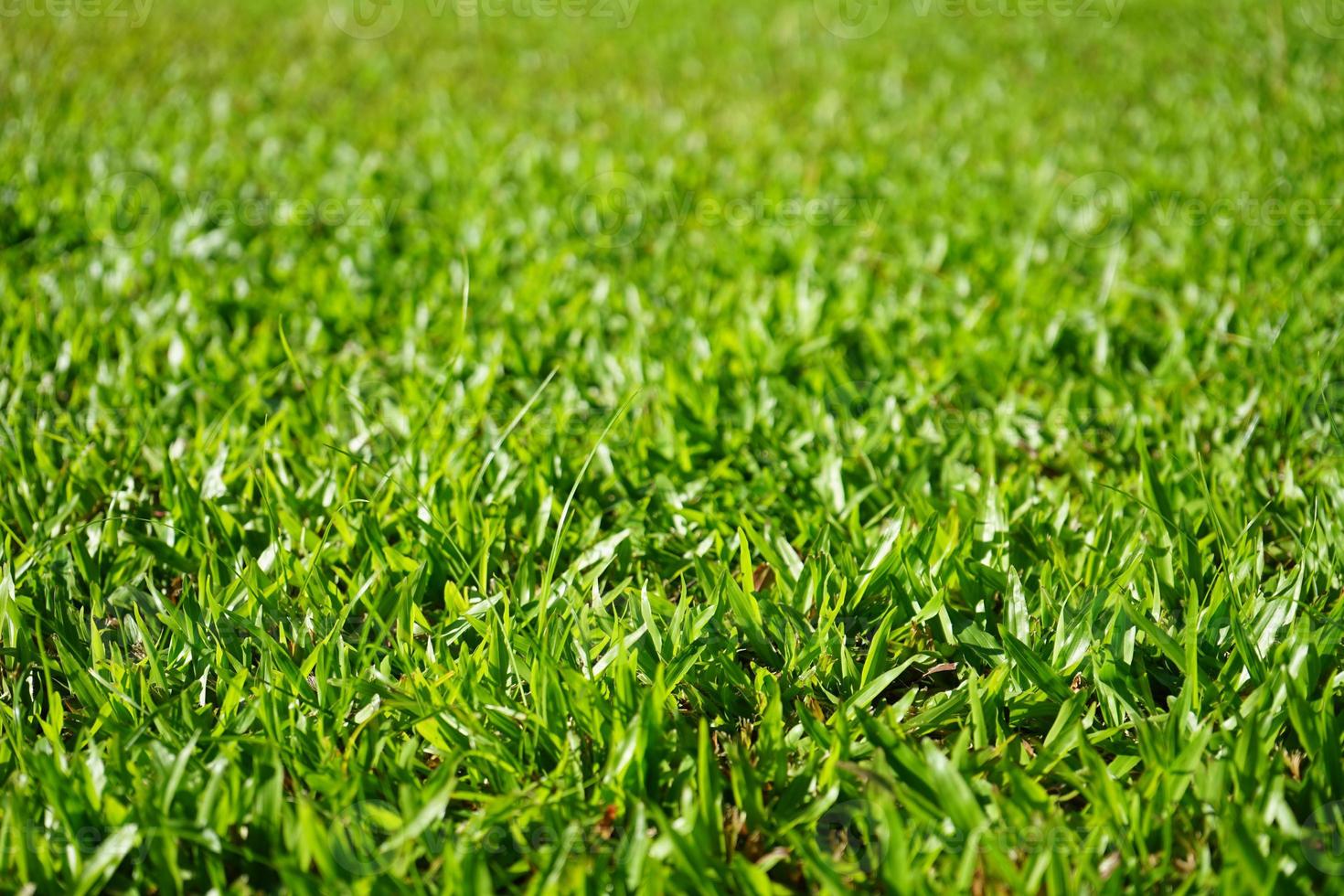 Background pattern of green grasses photo