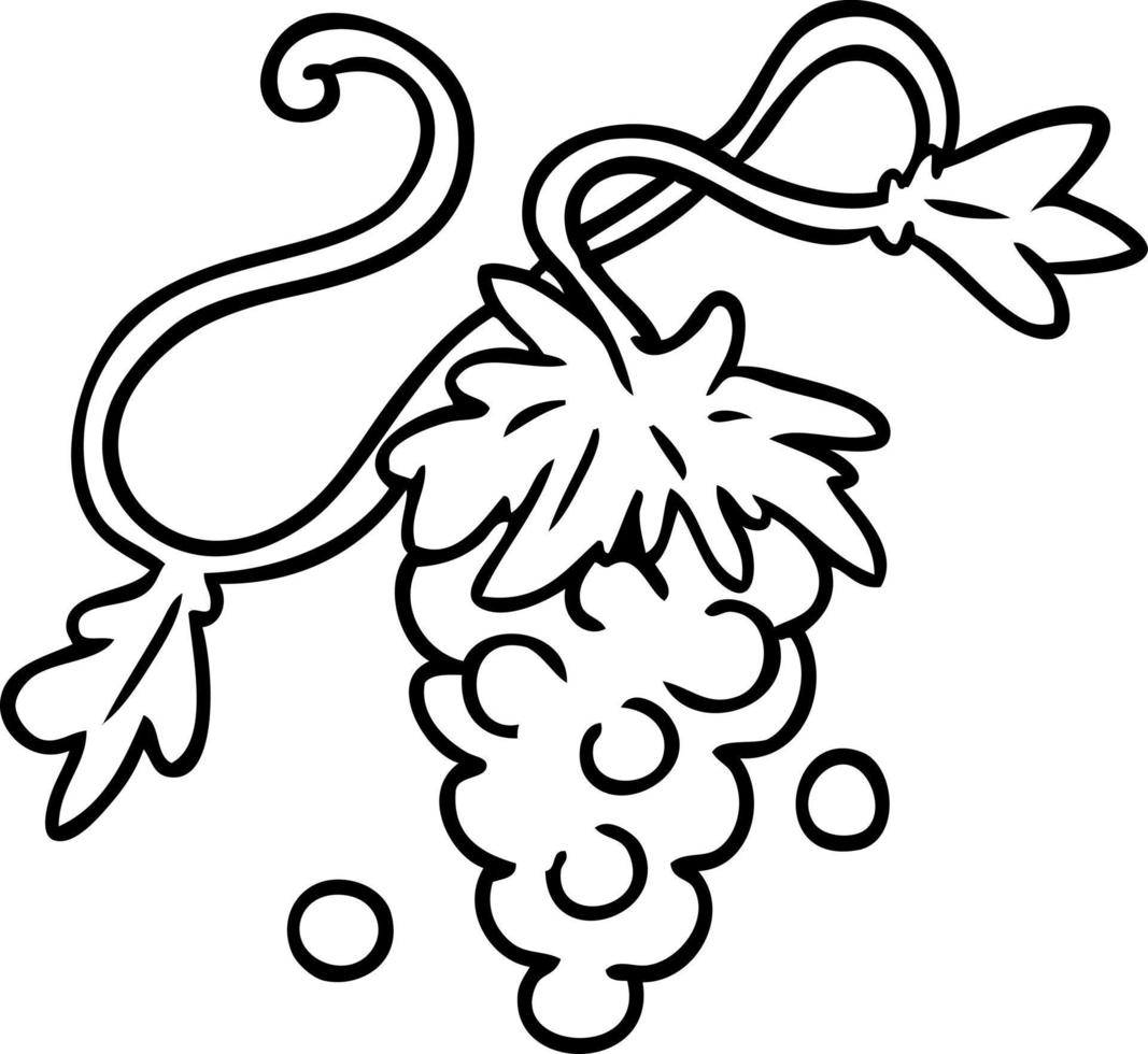 line drawing doodle of grapes on vine vector