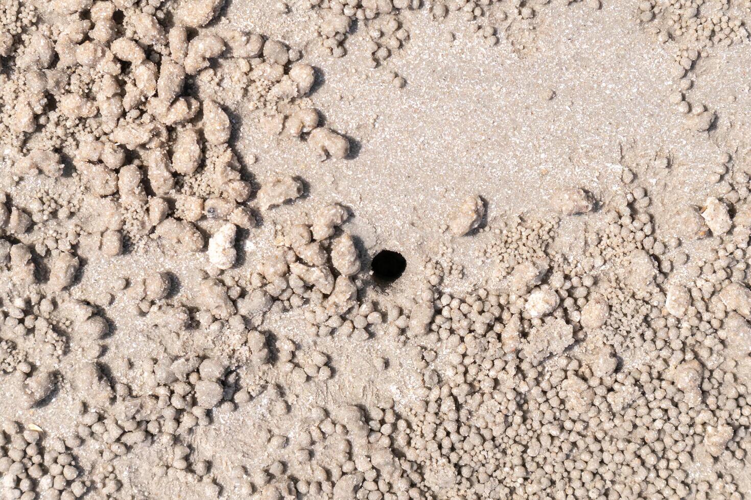 Crab's hole on the beach floor on wet sand photo