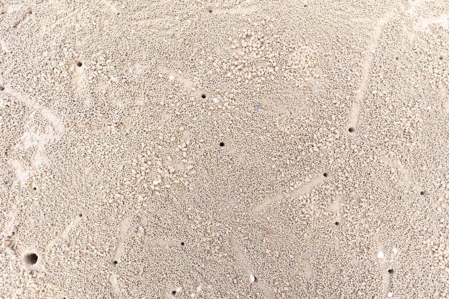Crab's hole on the beach floor on wet sand photo
