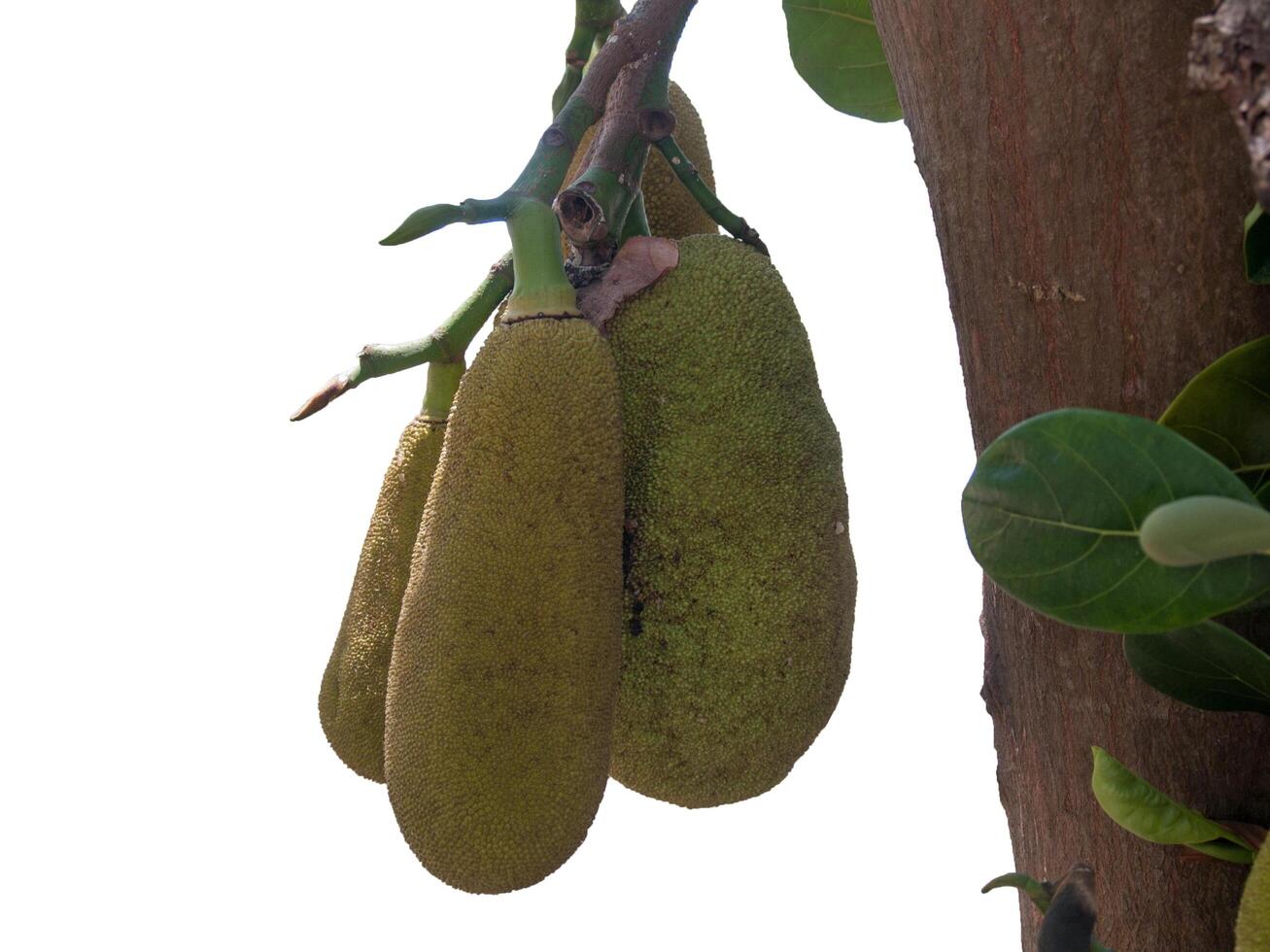 Three green jackfruit on the tree with Isolated on white background photo