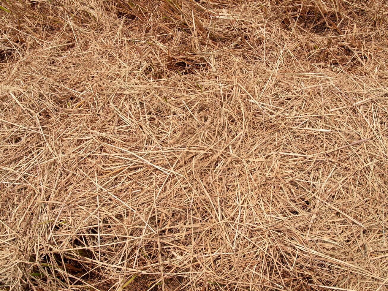 Hay dry texture with close up image use for background image photo