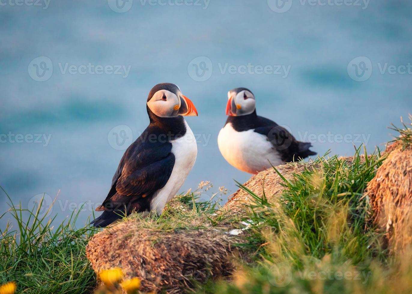 Lovely couple Atlantic Puffin bird or Fratercula Arctica standing on the cliff by coastline on summer in Iceland photo