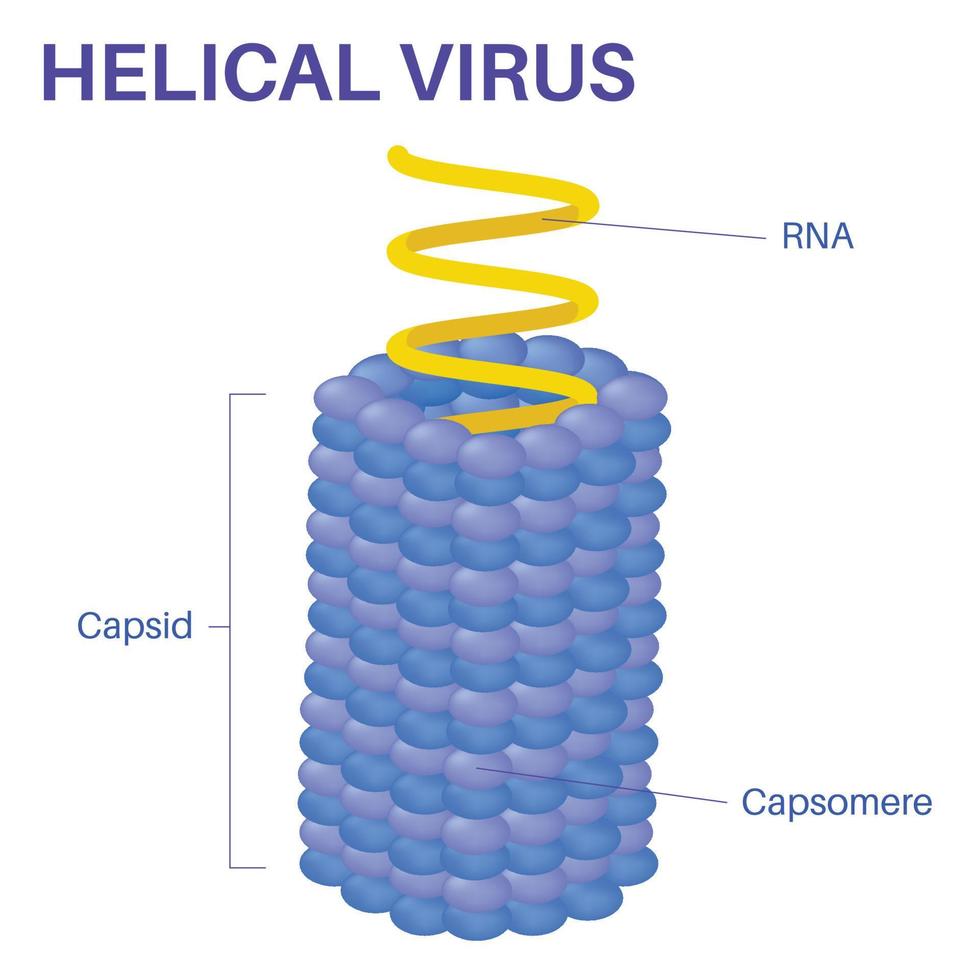 estructura del virus helicoidal vector