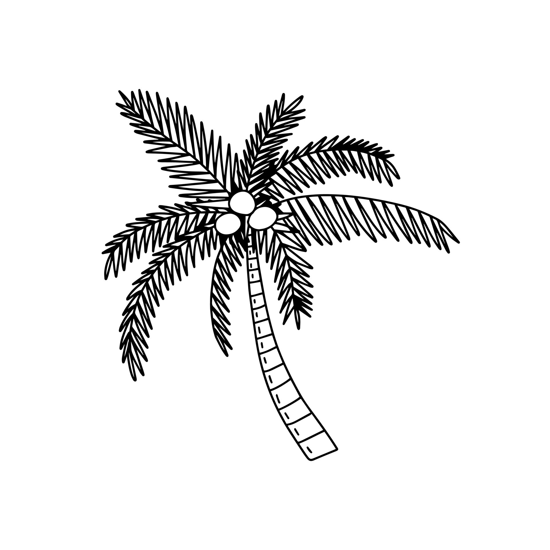 Palm tree with coconut doodle illustration. Vector hand drawn coconut