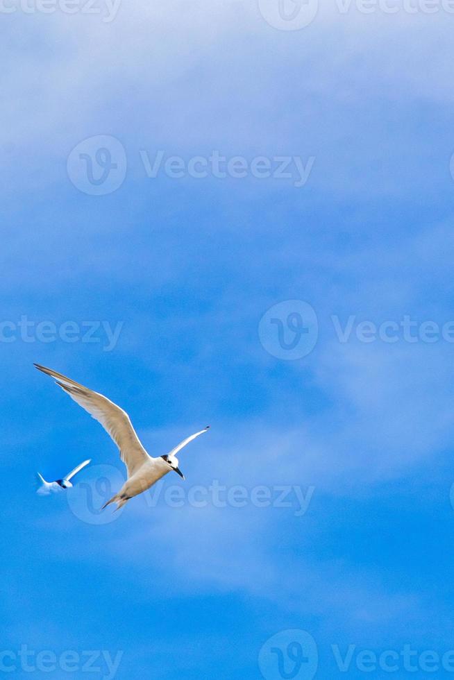 pájaro de gaviota volador con nubes de fondo de cielo azul en méxico. foto