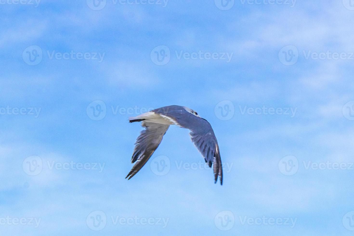 Flying seagull bird with blue sky background clouds in Mexico. photo