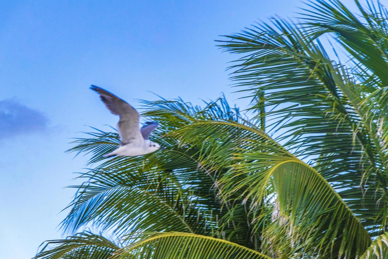 pájaro de gaviota volador con nubes de fondo de cielo azul en méxico. foto