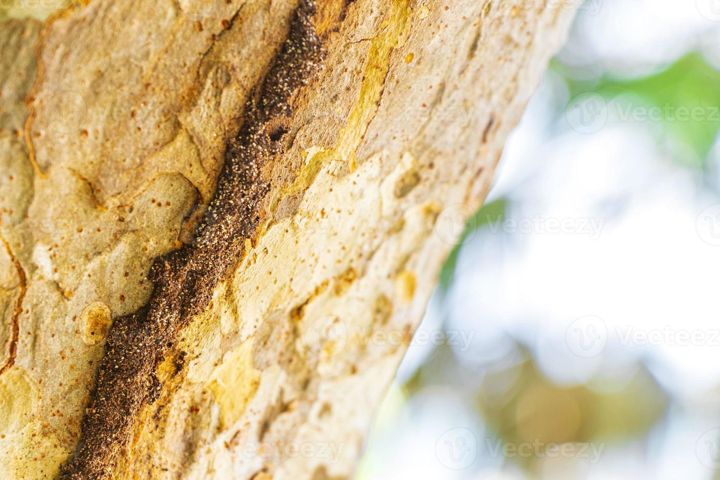 Termite nest way path track on tree in jungle Mexico. photo