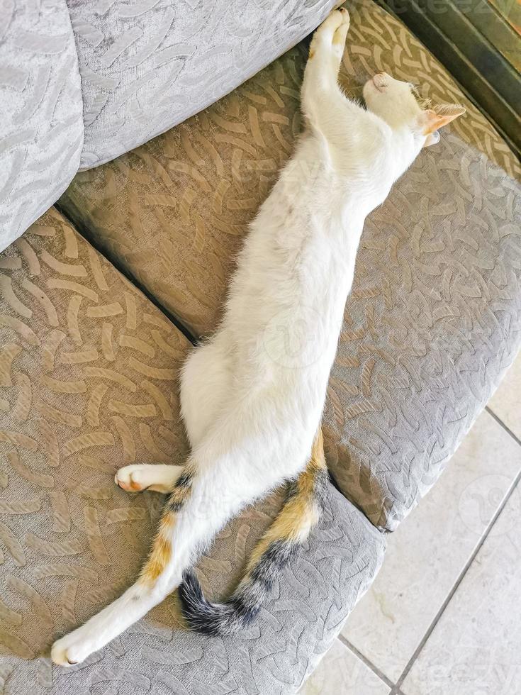 White cat is tired cleaning himself sleeping on sofa couch. photo