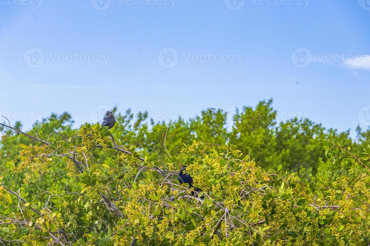 Great-tailed Grackle birds sitting on tropical tree crown Mexico. photo