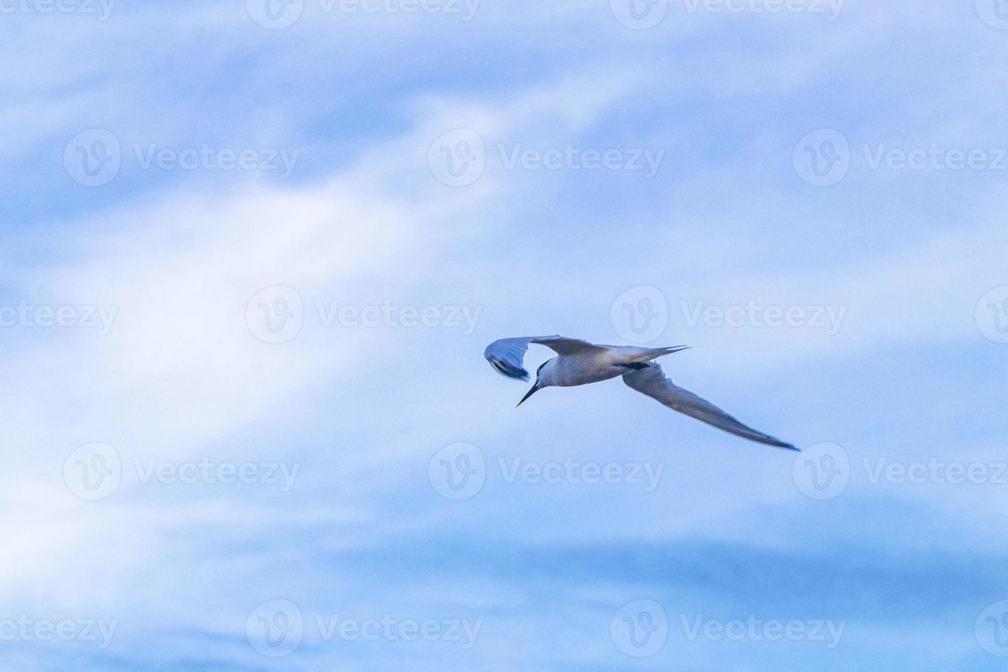 Flying seagull bird with blue sky background clouds in Mexico. photo