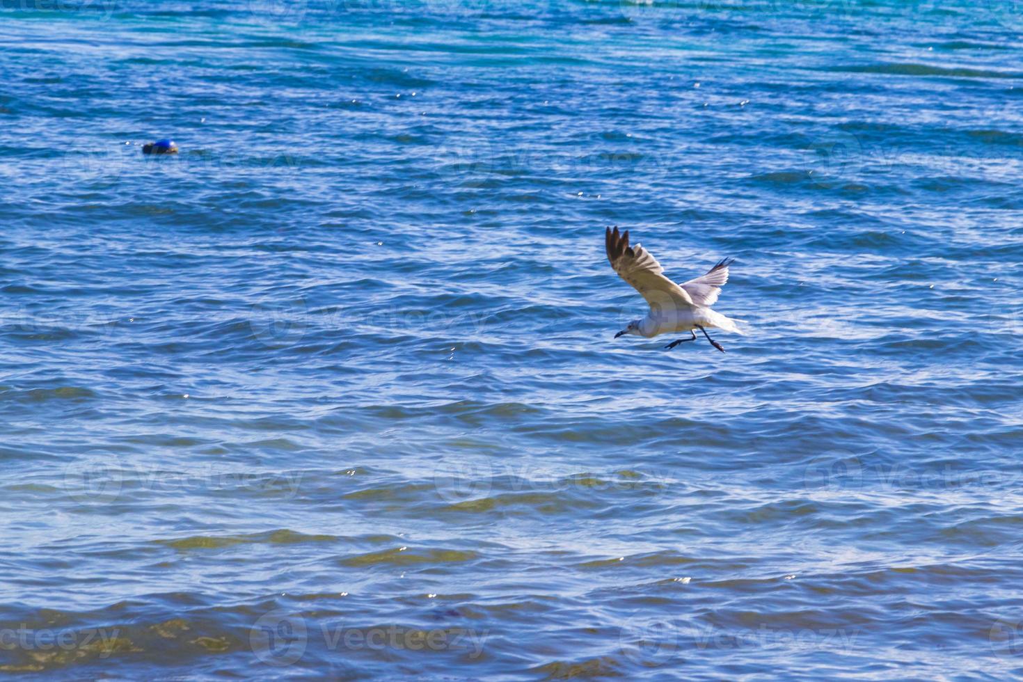 pájaro de gaviota volador con nubes de fondo de cielo azul en méxico. foto