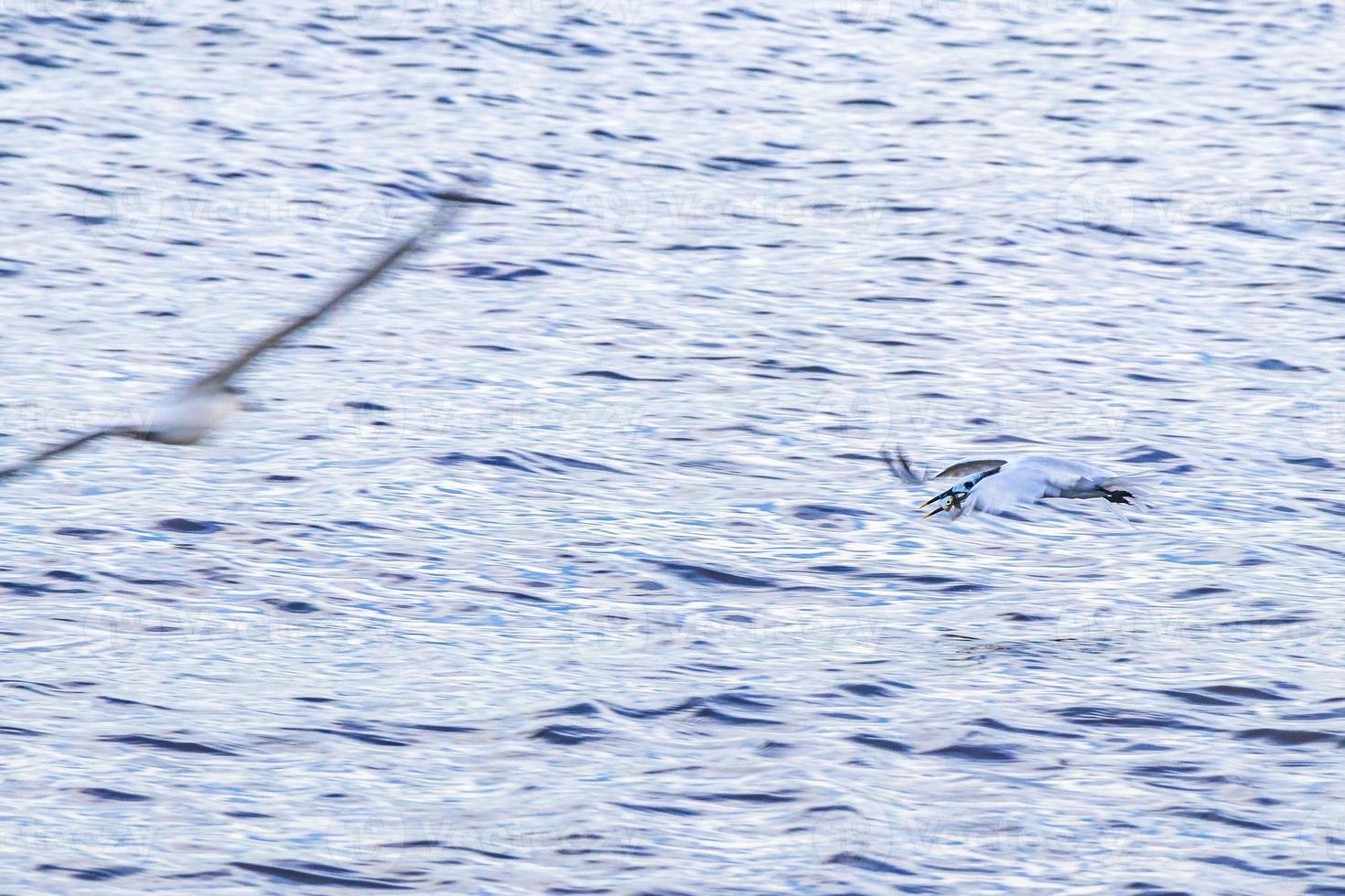 Flying seagull bird catching food fish out the water Mexico. photo