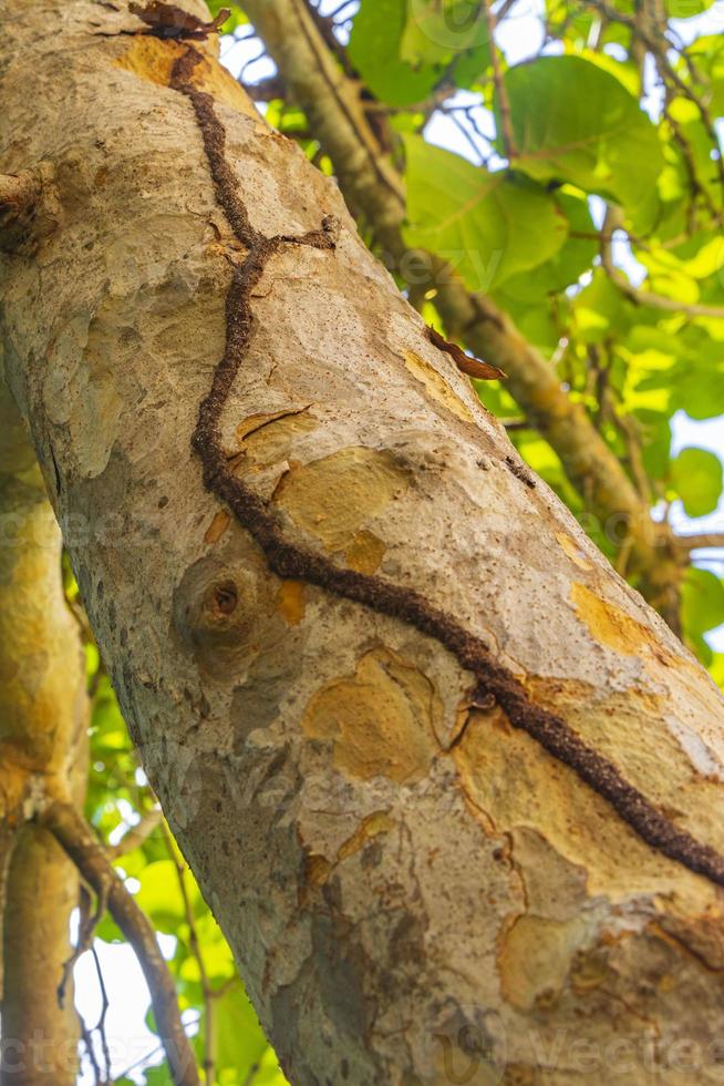 Termite nest way path track on tree in jungle Mexico. photo