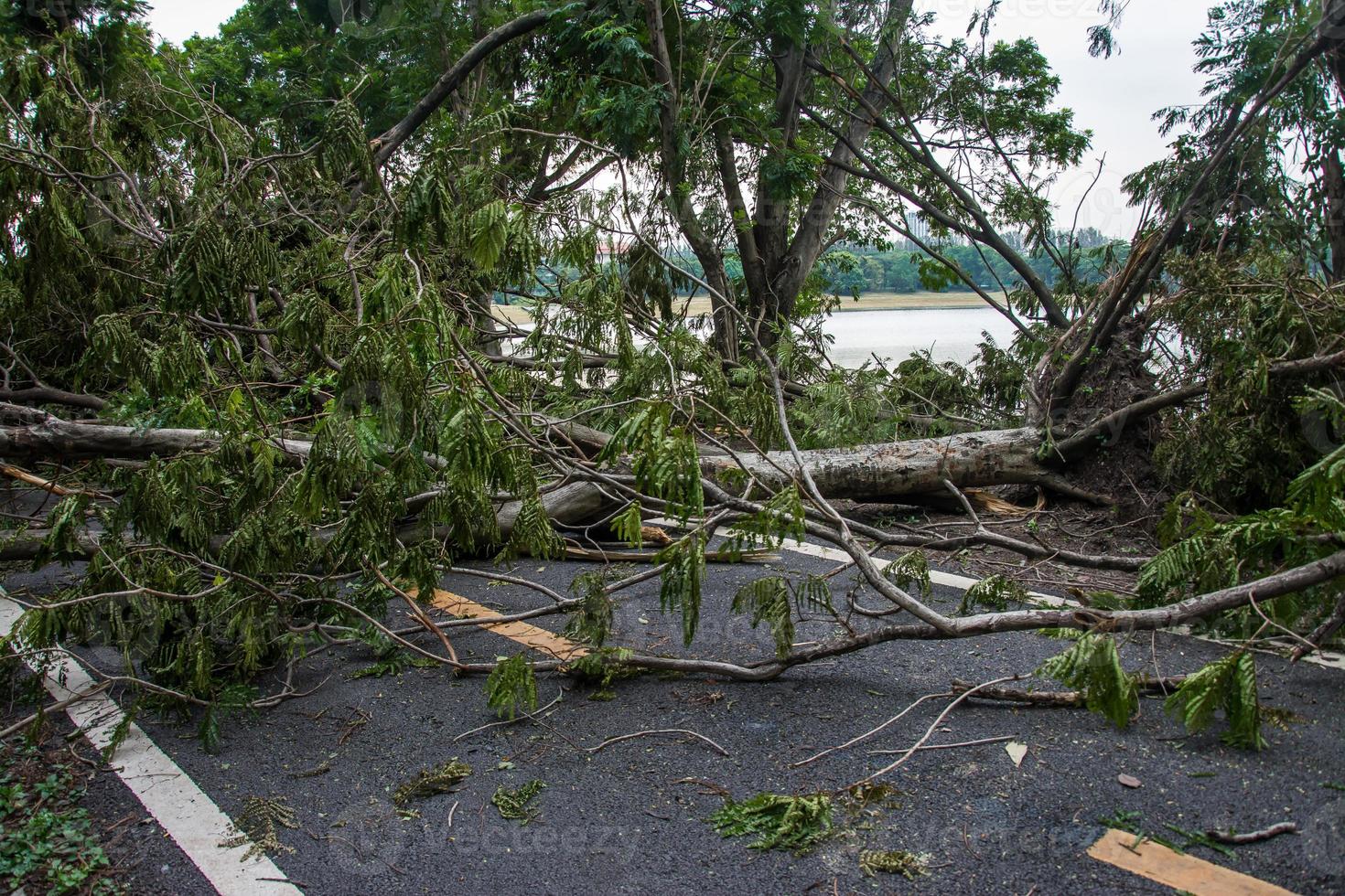 The tree was destroyed by the storm's intensity photo