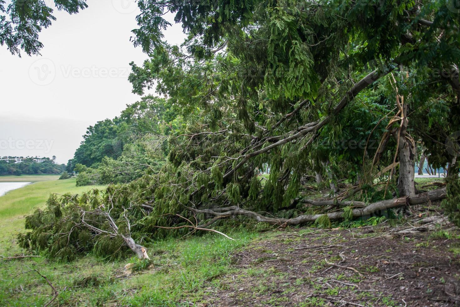The tree was destroyed by the storm's intensity photo