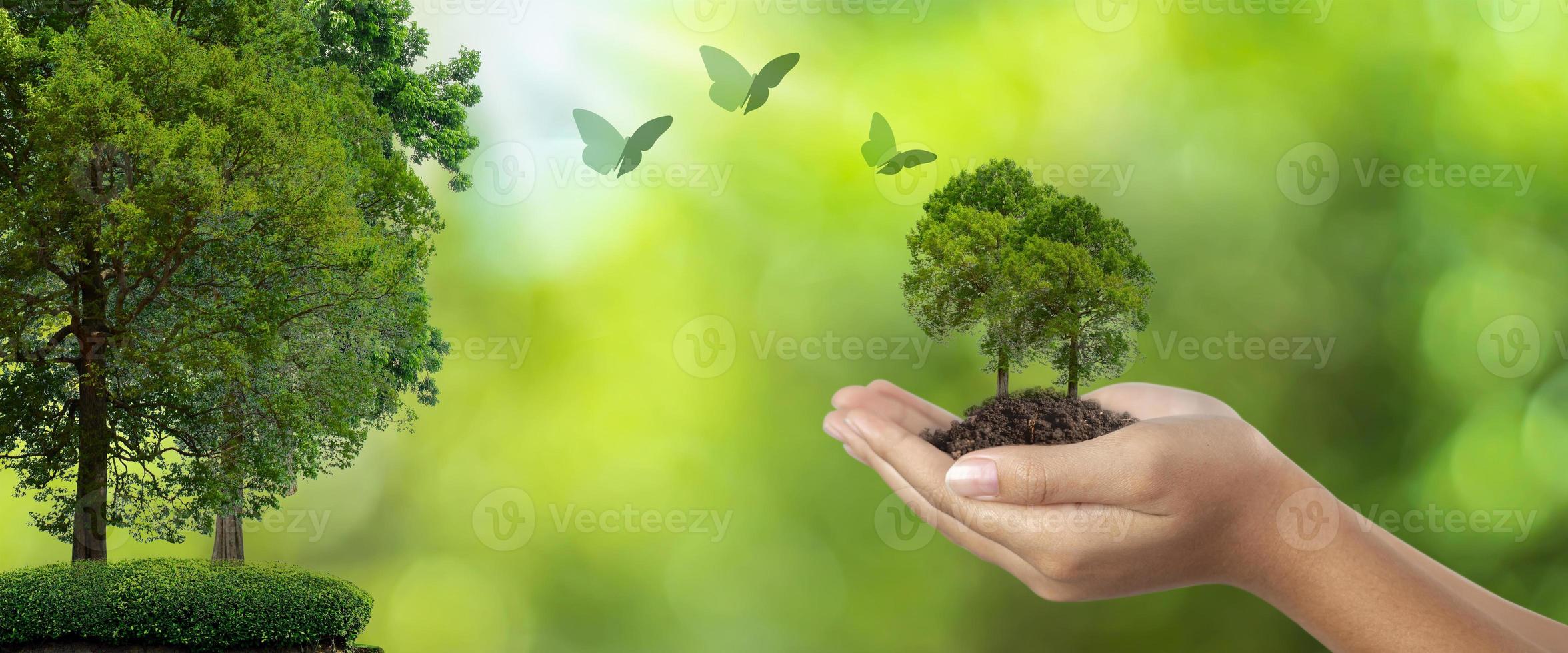 Woman hands planting trees and butterflies flying near, world friendly campaign concept. and social responsibility photo