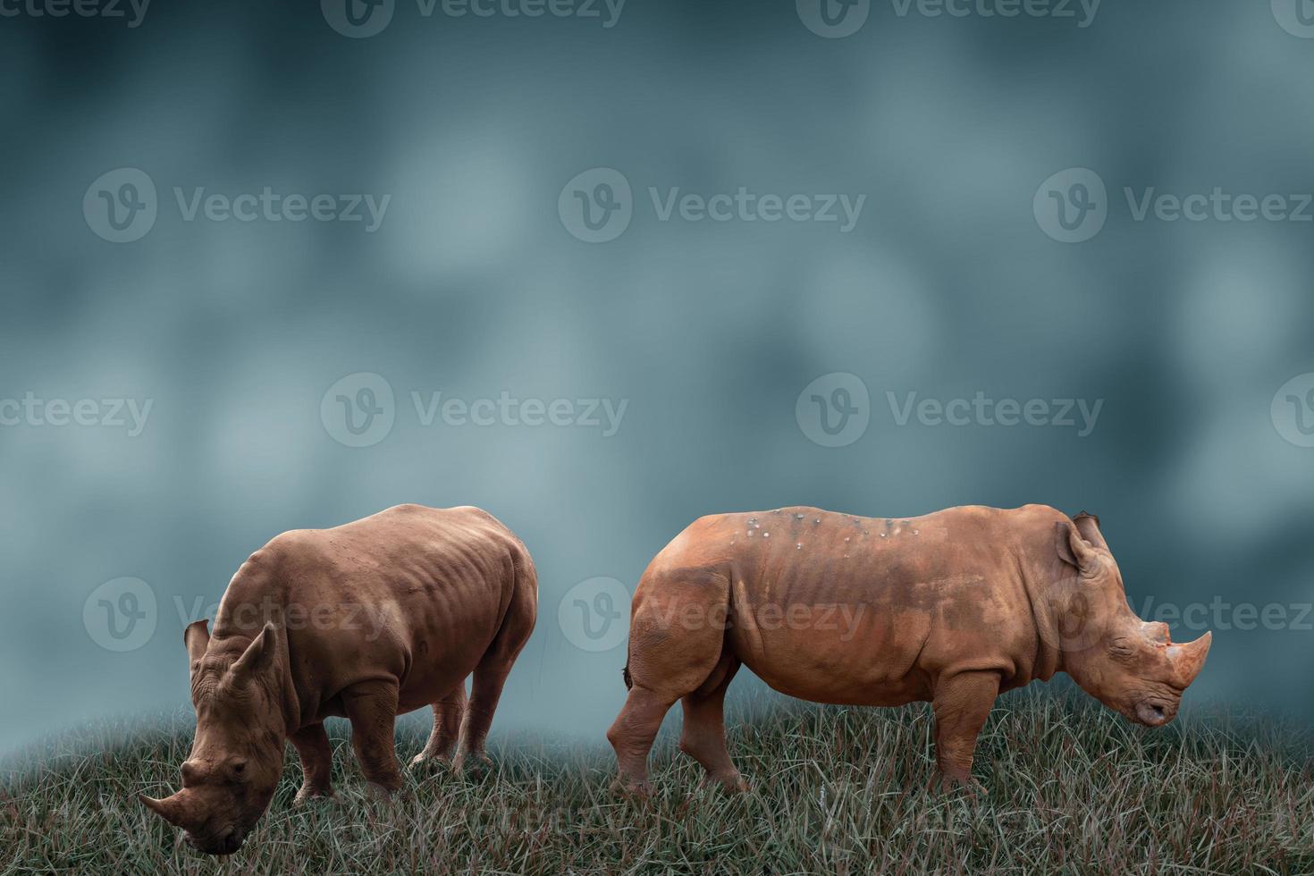 Two rhinos are walking in green vegetation on a smoky day from the burning of the forest. World Rhino Conservation Concept. photo