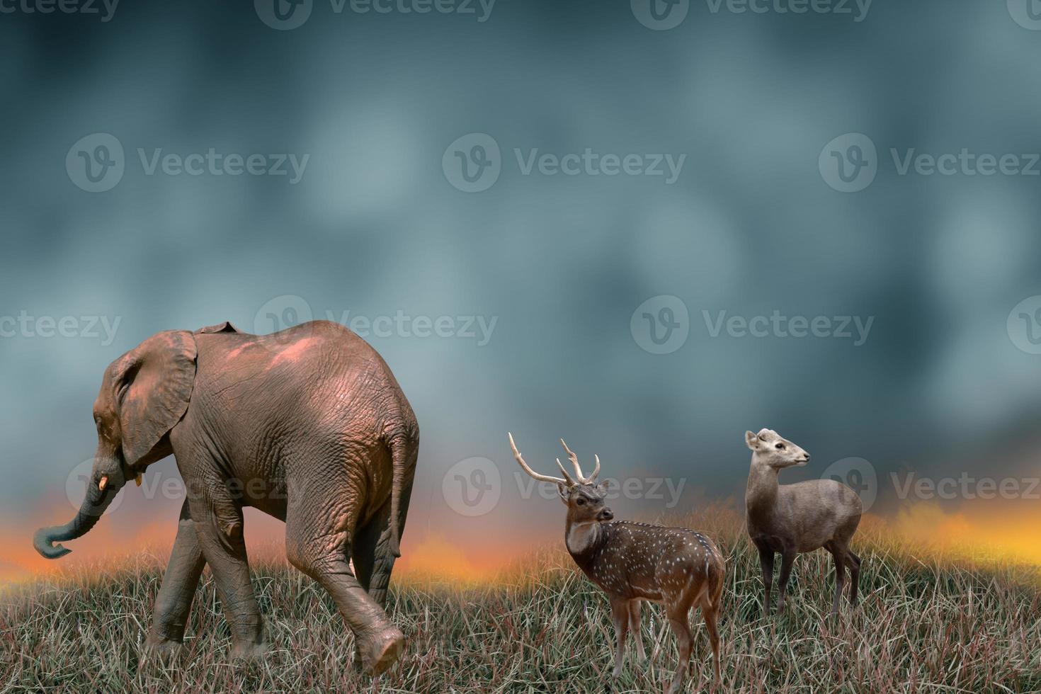 The deer and the elephant were looking for an escape route. Forest fires, wildlife conservation and global environment concepts photo