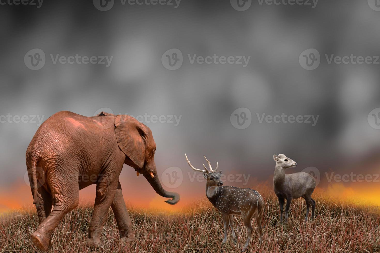 The deer and the elephant were looking for an escape route. Forest fires, wildlife conservation and global environment concepts photo