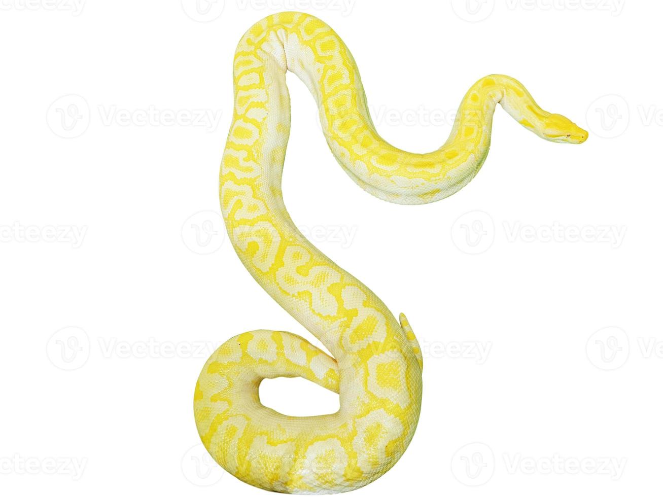 Snake Boa with white background Stock Photo