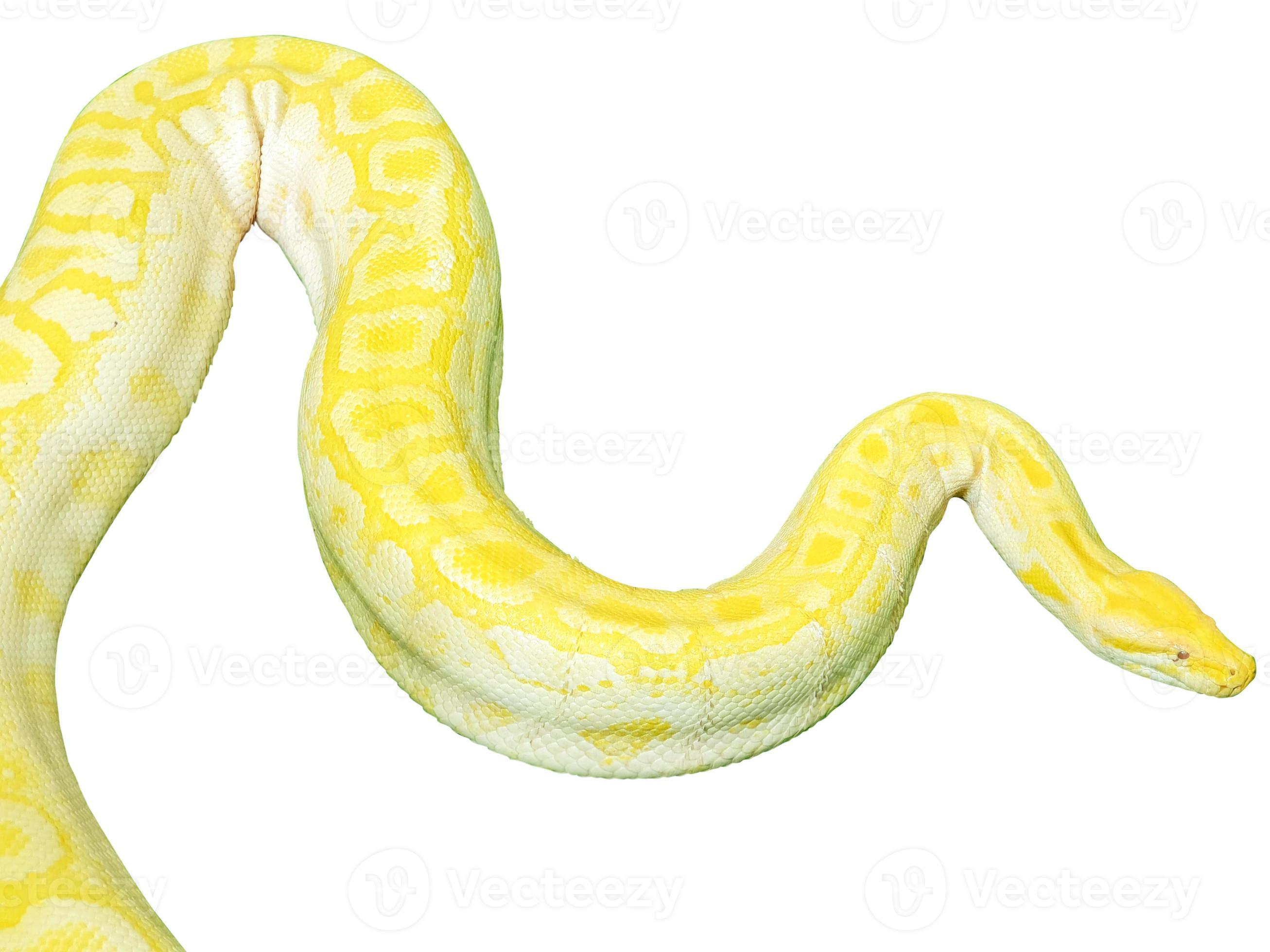 Yellow boa constrictor snake isolated on white background with