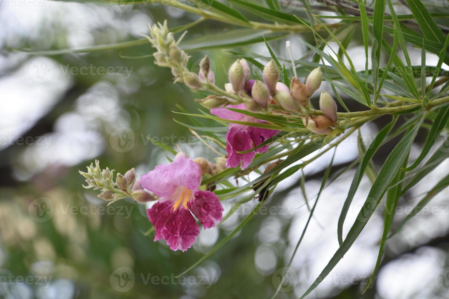 Budding and Flowering Desert Willow Tree Blooming photo
