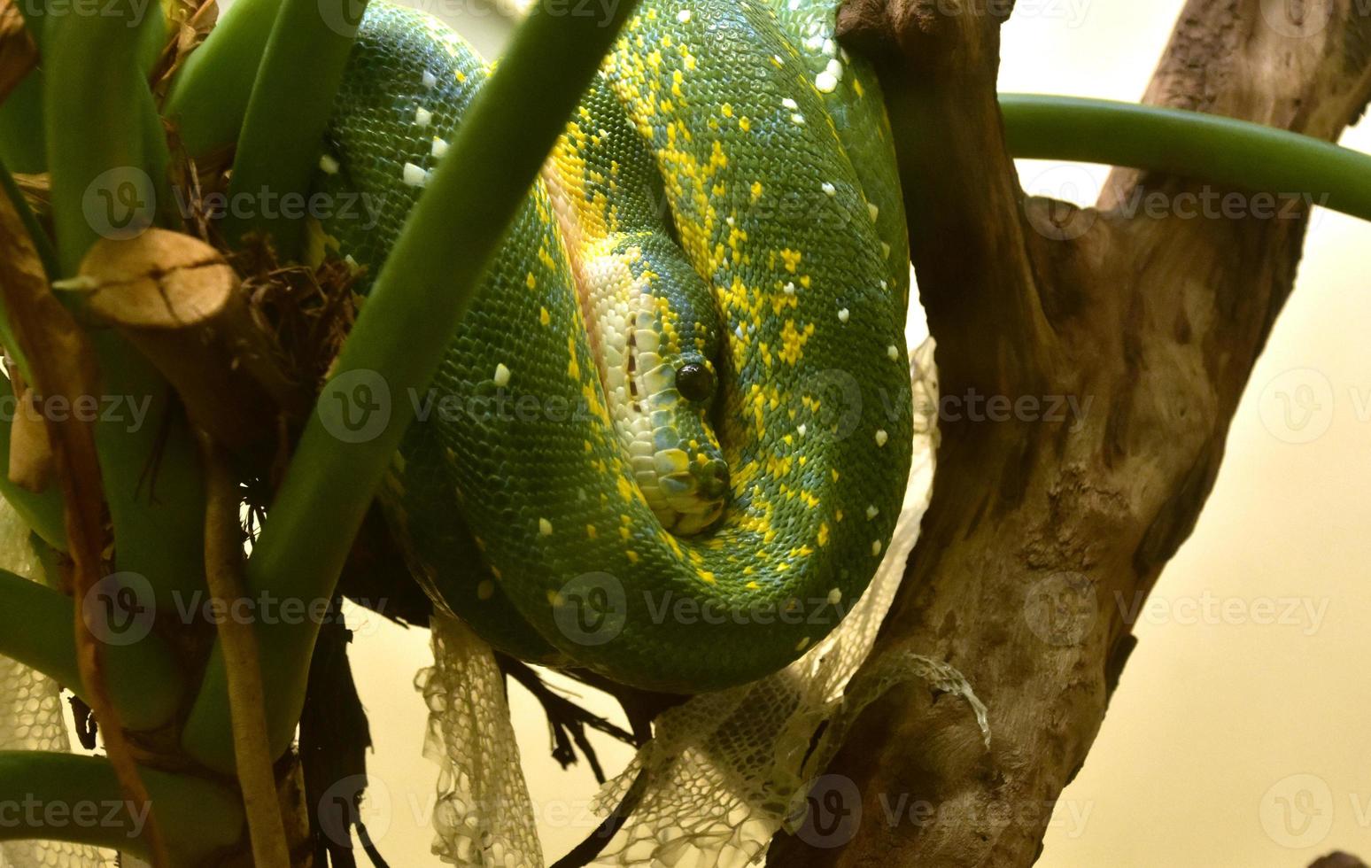 Coiled Green Python Snake in a Tree photo