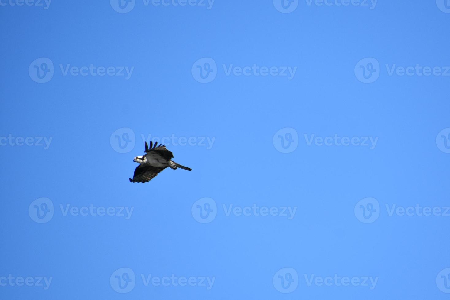 Feathers Fanned on the Wings of a Flying Osprey photo