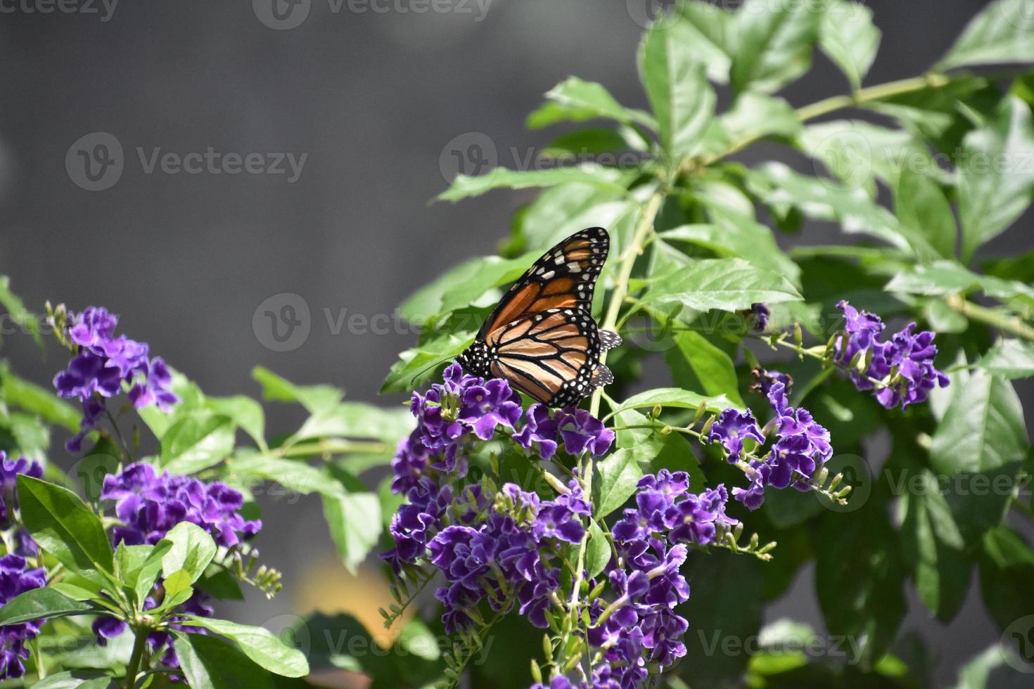 Perfect Viceroy Butterfly on Purple Flowers in a Garden photo