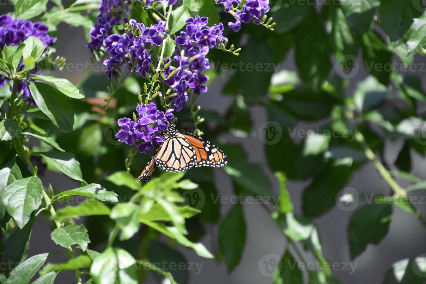 Orange and Black Viceroy Butterfly in a Garden photo