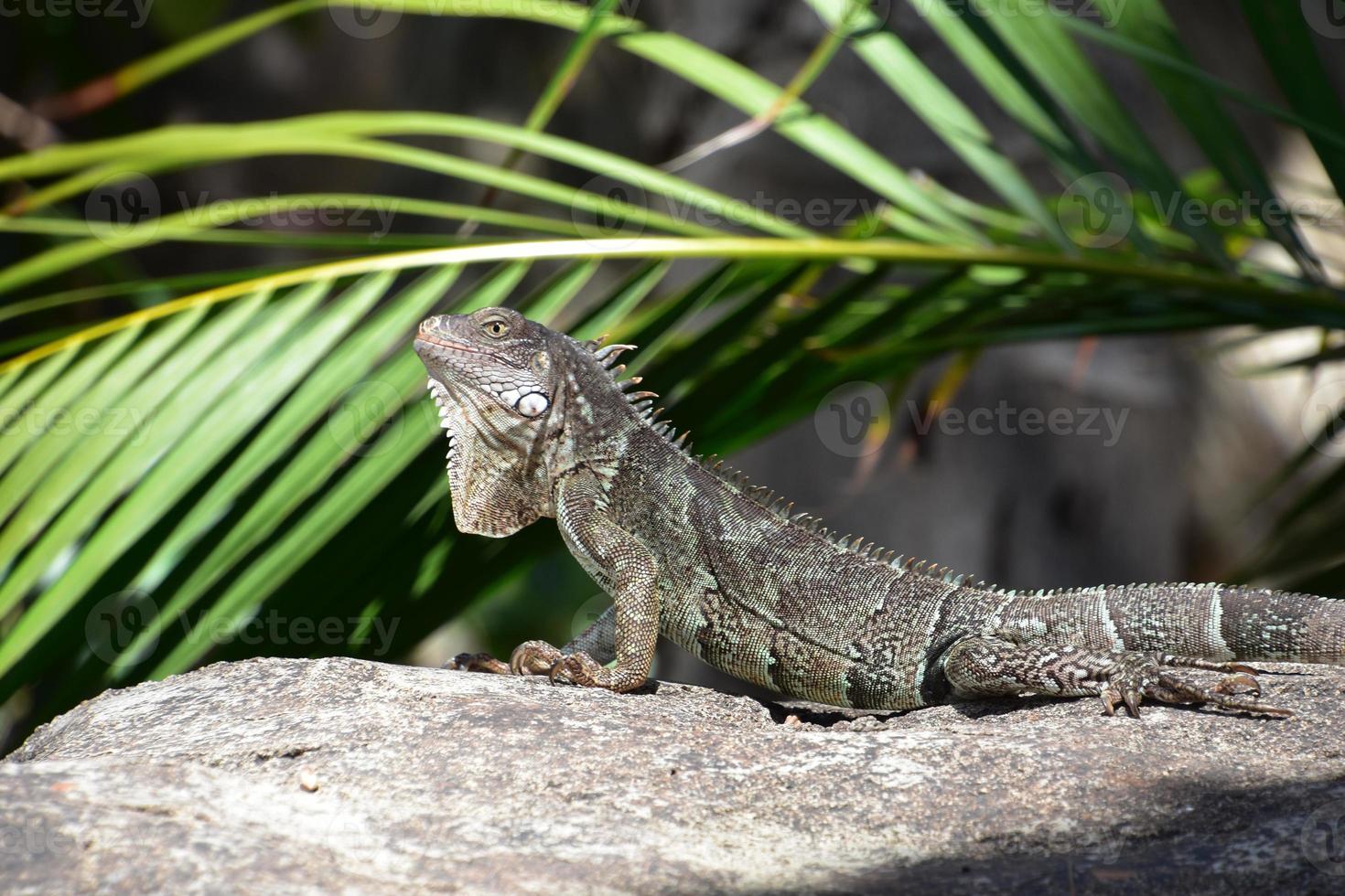 Gray Iguana Pushing Up on a Rock photo