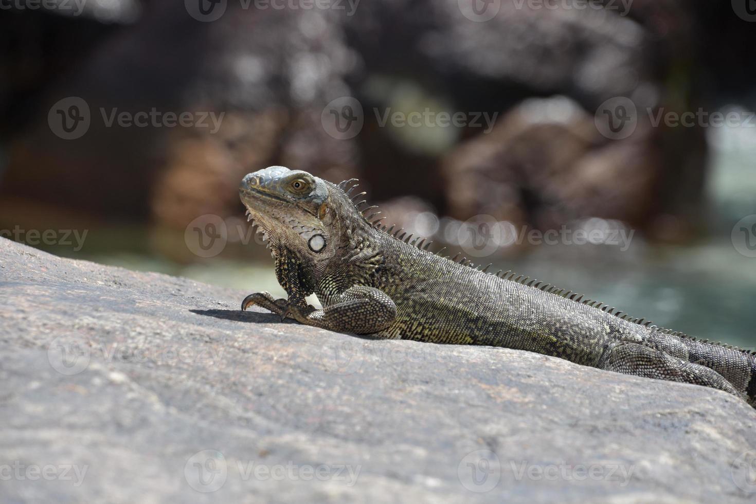 iguana estirada sobre una gran roca foto