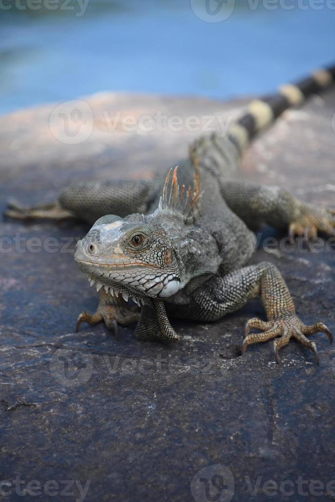 excelente captura de una iguana en una roca foto