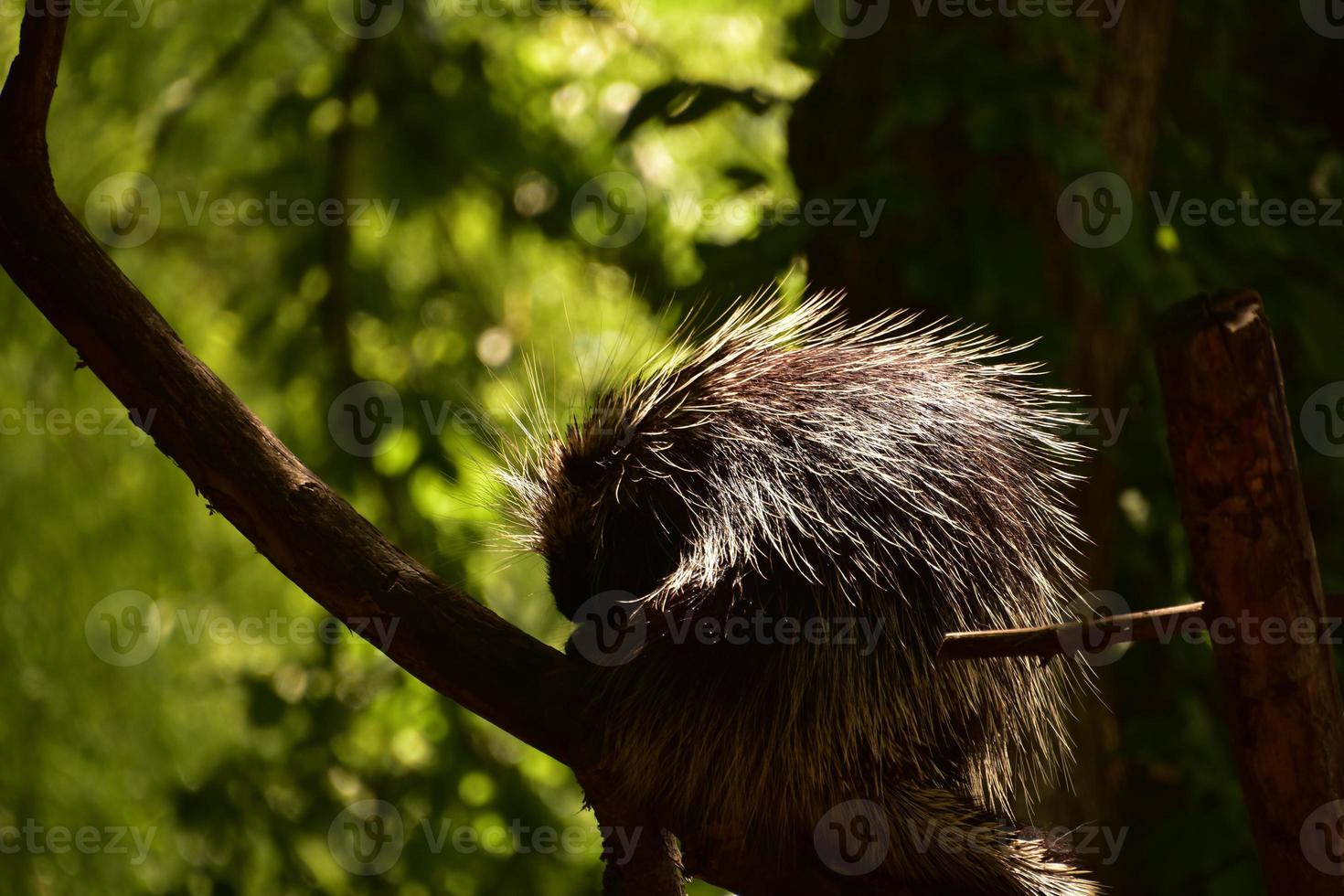 Terrific Capture of a Porcupine Sitting in a Tree photo