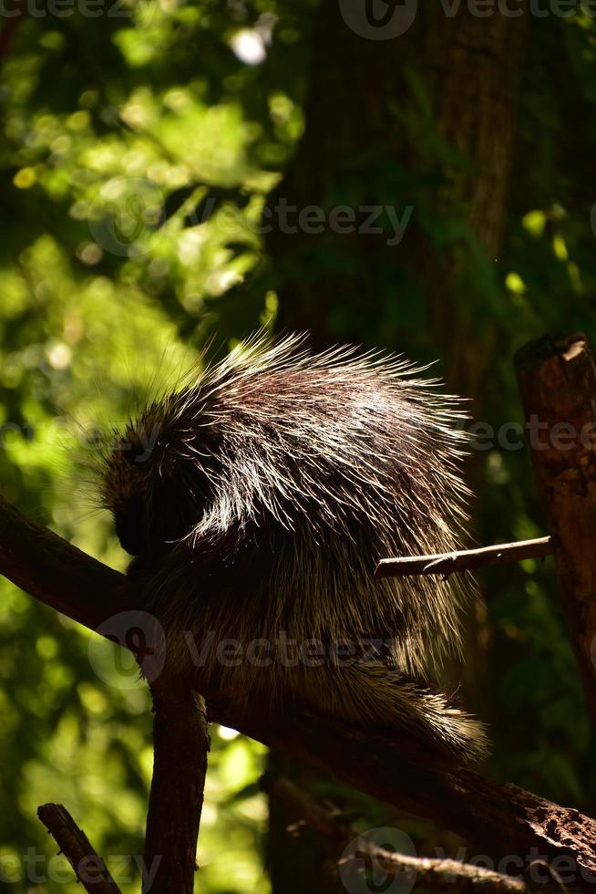 Quilled Porcupine Sitting in the Crook of a Tree photo