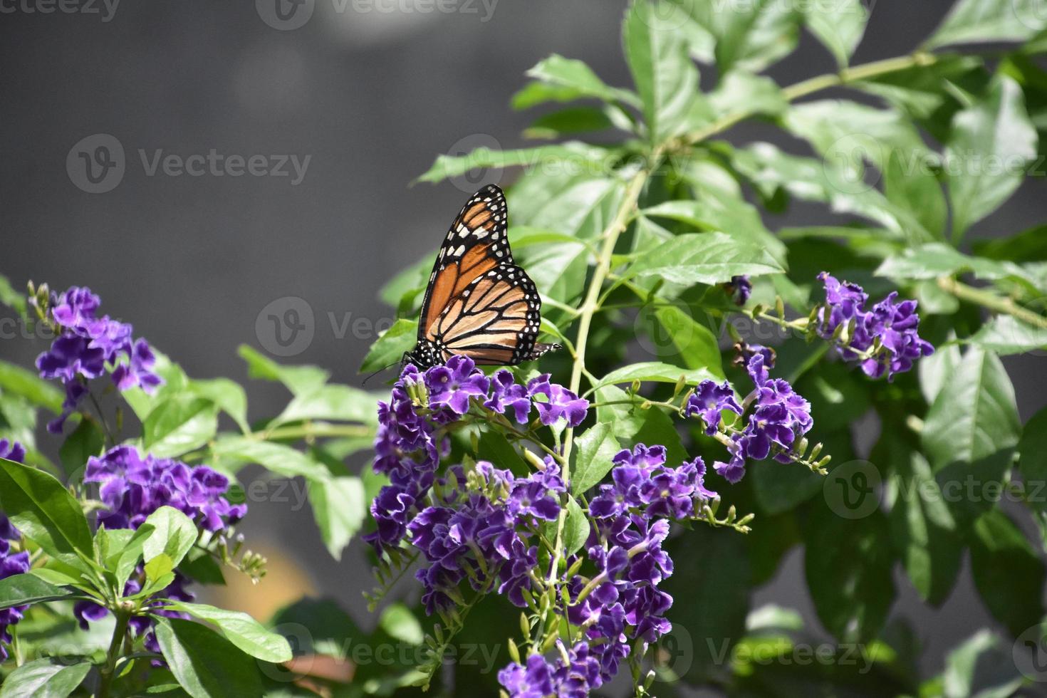 Gorgeous Orange and Black Viceroy Butterfly in a Garden photo