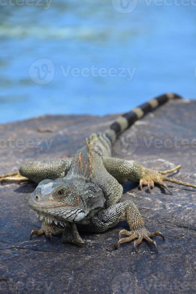 iguana arrastrándose a lo largo de una gran roca al sol foto