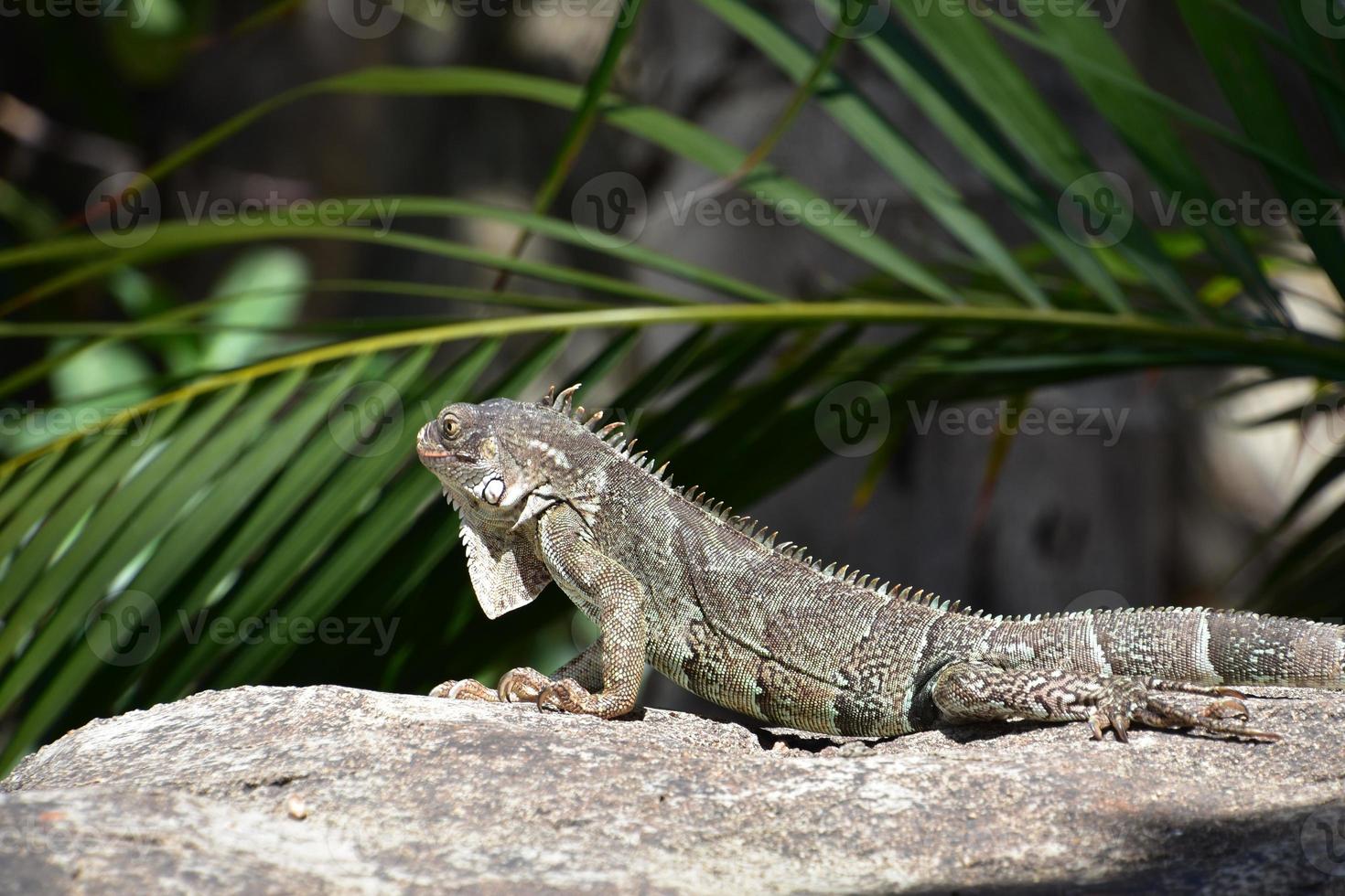 iguana recostada sobre una roca al sol foto