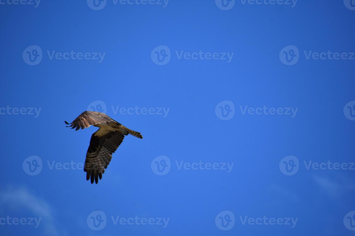 Stunning Feathered Winged Osprey Bird in Flight photo