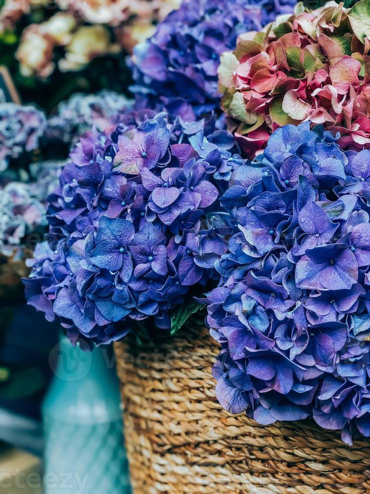 Hydrangea flowers on french market photo