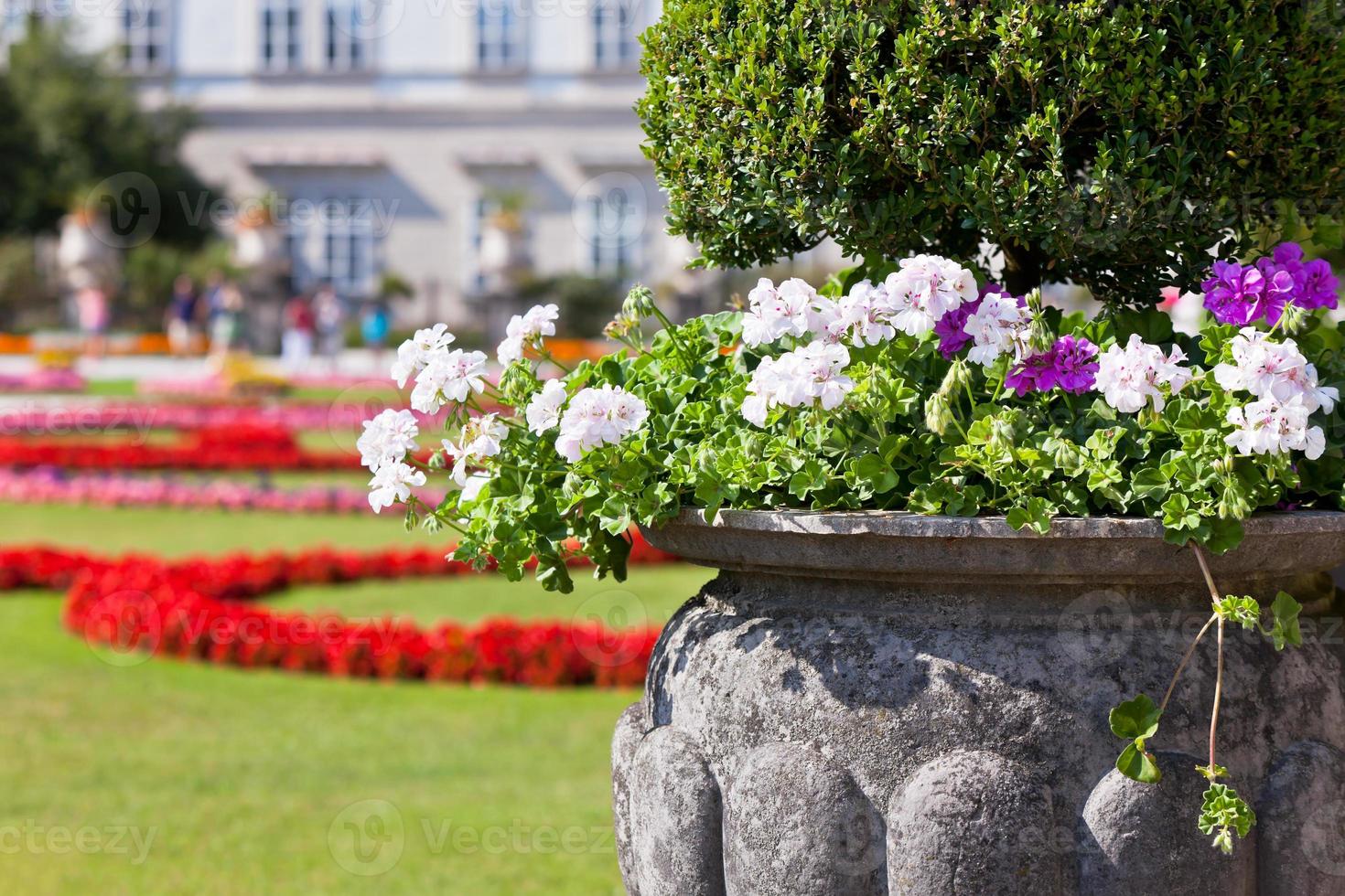 Bright heranium flowers in ancient stone pot photo