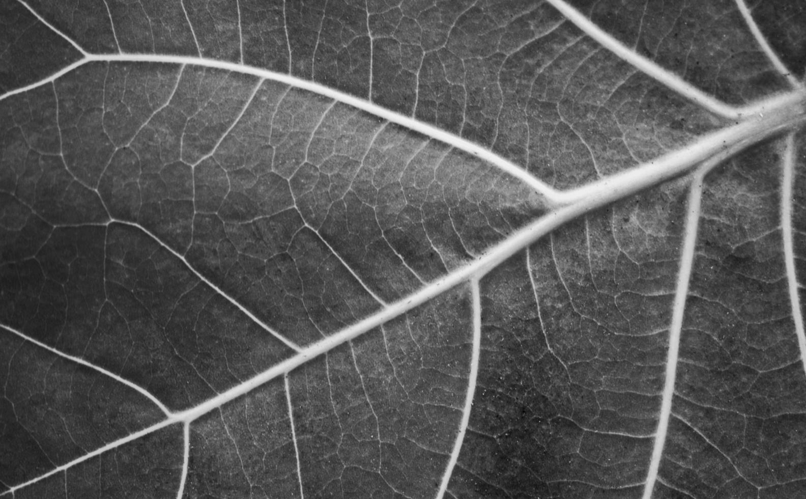 primer plano de fondo y textura de hoja. foto