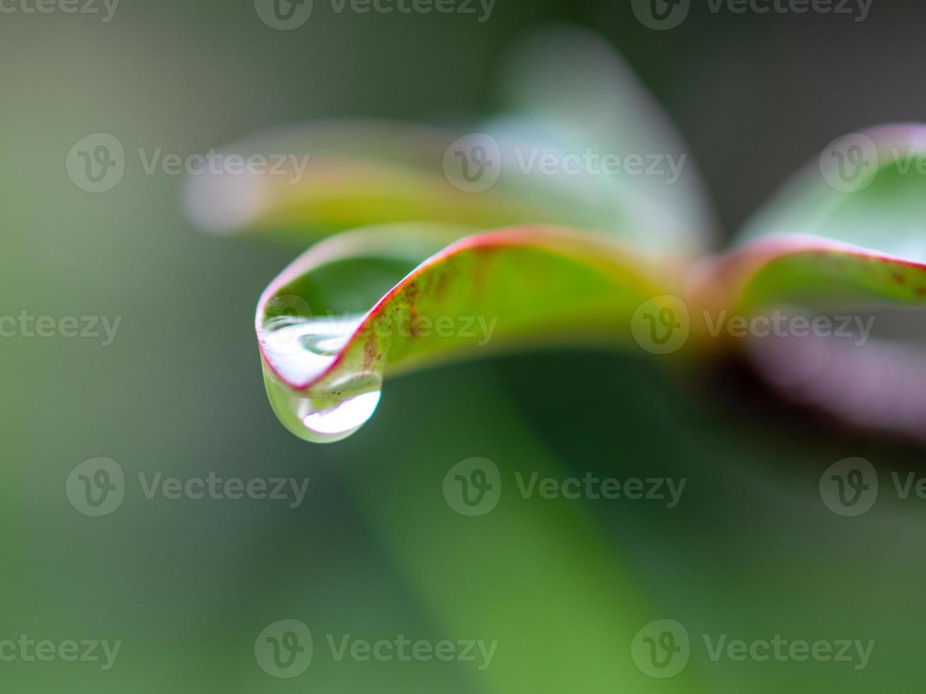 water dripping from leaves 11698403 Stock Photo at Vecteezy
