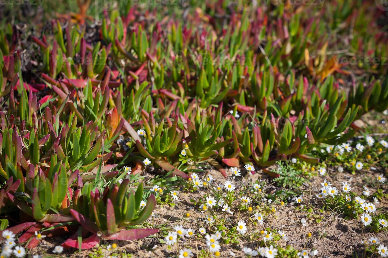 Succulent Plants and Daisies Closeup at Portugal Ocean Coast photo