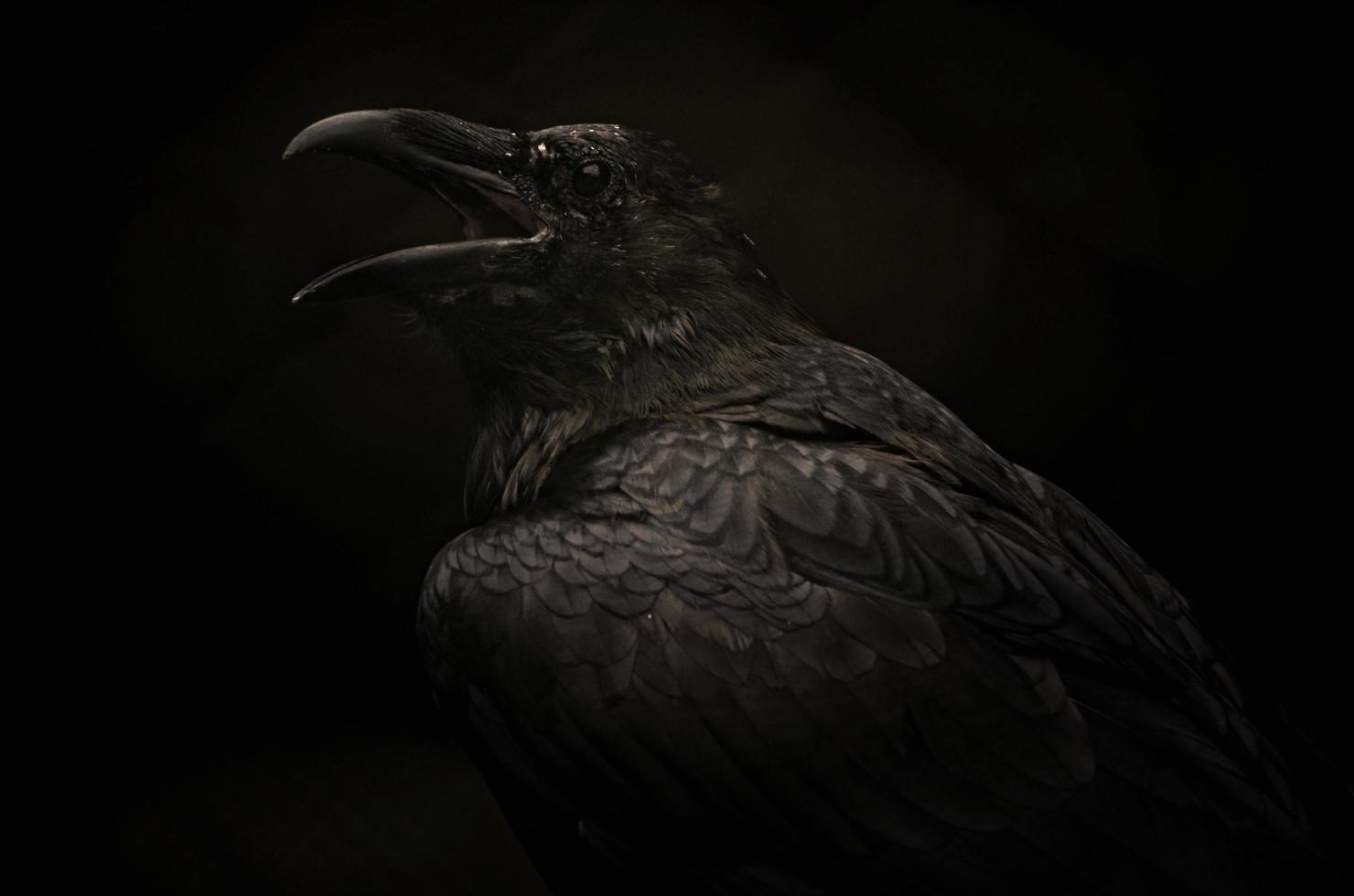Raven In The Dark photo